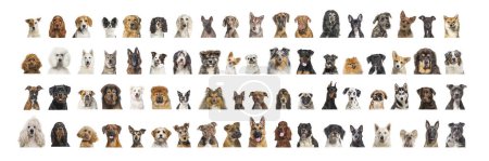 Téléchargez les photos : Collage de nombreuses races de chiens différentes têtes, face et en regardant la caméra sur un fond blanc neutre - en image libre de droit