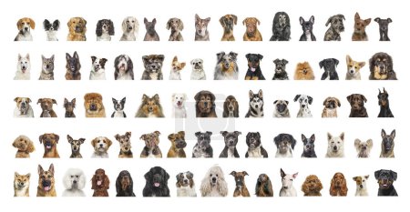Photo for Collage of many different dog breeds heads, facing and looking at the camera against a neutral background - Royalty Free Image