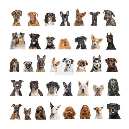 Téléchargez les photos : Collage de nombreuses races de chiens différentes têtes, face et en regardant la caméra sur un fond neutre - en image libre de droit