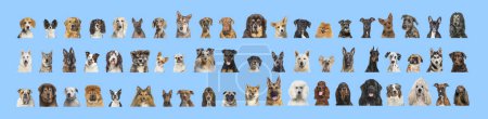 Foto de Collage de muchas razas de perros diferentes cabezas, mirando a la cámara y mirando hacia un fondo azul neutro - Imagen libre de derechos