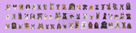 Foto de Collage de muchas razas de perros diferentes cabezas, mirando hacia la cámara y mirando sobre un fondo rosa - Imagen libre de derechos