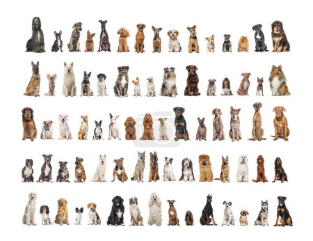 Téléchargez les photos : Collage de différentes races de chiens assis face à la caméra sur un fond neutre - en image libre de droit
