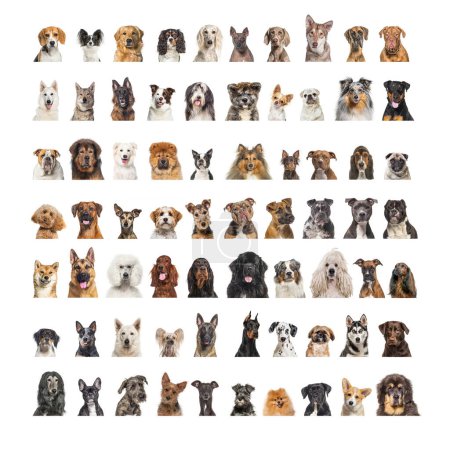 Téléchargez les photos : Collage de nombreuses races de chiens différentes têtes, face et en regardant la caméra sur un fond neutre - en image libre de droit