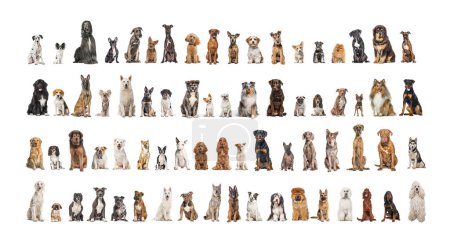 Photo for Collage of many different dog breeds sitting facing at the camera against a neutral background - Royalty Free Image