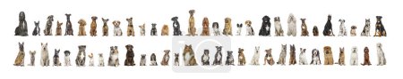 Téléchargez les photos : Collage de différentes races de chiens assis face à la caméra sur un fond neutre - en image libre de droit