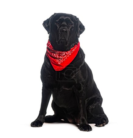 Black labrador sits gracefully wearing a stylish red bandana