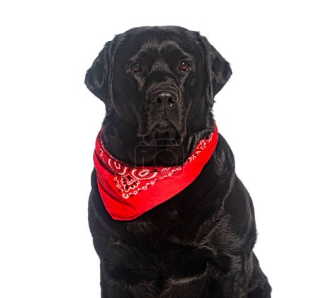 Attentive black labrador retriever wearing a stylish red bandana isolated on a white background