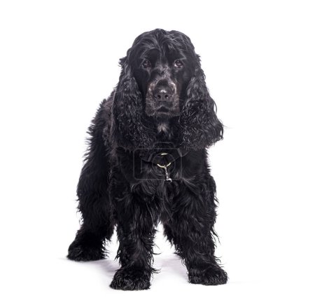 Black english cocker spaniel with a black collar standing on a white background