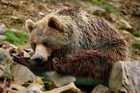 Foto de Un habitante marrón de los bosques de los Cárpatos, un oso pardo en el centro de rehabilitación de Synevyrska Polyana, habitantes del bosque. - Imagen libre de derechos