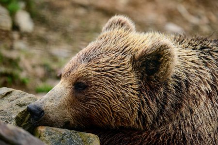 Braunbär aus nächster Nähe, großes und massives Waldräuber, gefährliches Tier für Menschen, liegender und ruhiger Bär.