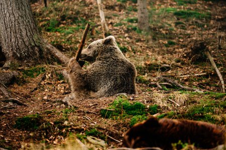 Téléchargez les photos : Ours sauvages de Synevyrska Polyana, centre de réhabilitation des ours bruns en Ukraine, jeux d'ours dans la forêt. - en image libre de droit