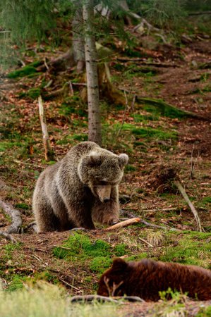 Téléchargez les photos : Deux grands ours bruns se reposent dans la forêt, résidents des Carpates ukrainiennes, grands mammifères agressifs, centre de réhabilitation des ours bruns en Ukraine. - en image libre de droit