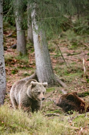 Téléchargez les photos : Deux grands ours bruns se reposent dans la forêt, résidents des Carpates ukrainiennes, grands mammifères agressifs, centre de réhabilitation des ours bruns en Ukraine. - en image libre de droit