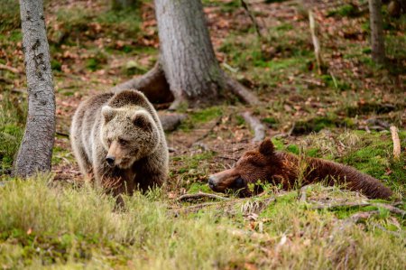 Téléchargez les photos : Ours bruns du centre de réhabilitation en Ukraine, reste de deux ours, prédateurs dans la nature, clairière Synevyr. - en image libre de droit