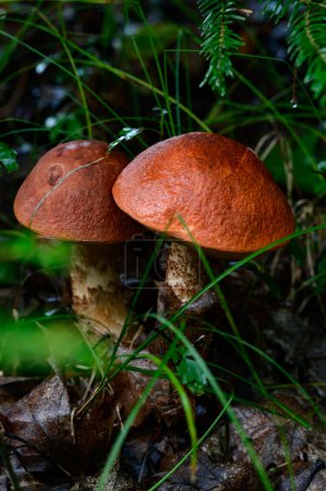 Photo for Two Leccinum mushrooms growing in the forest, edible mushroom with a red cap, mushroom season and quiet mushroom hunting. - Royalty Free Image