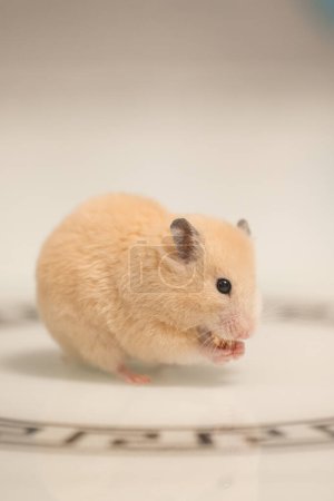 Téléchargez les photos : A hamster on a white background greedily stuffs food by its cheeks, a hamster in a black circle. - en image libre de droit