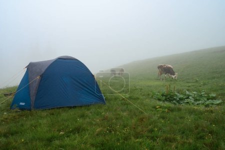 Worochta, Ukraine 12. Juni 2022: Eine Kuh weidet in der Nähe eines Zeltes, düsteres Wetter in den Bergen, ein Coleman-Zelt.