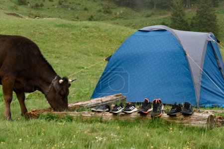 Photo for Vorokhta, Ukraine June 12, 2022: A cow grazes near a tent, gloomy weather in the mountains, adidas sneakers and Coleman tent - Royalty Free Image