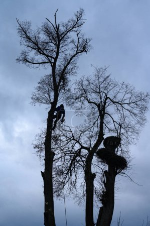 Foto de An arborist cuts a tall dry linden tree, a job with a high risk to life, a man with a chain saw cuts a tree. - Imagen libre de derechos