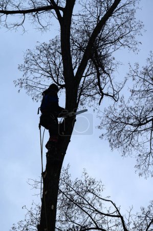 An arborist cuts a tall dry linden tree, a job with a high risk to life, a man with a chain saw cuts a tree.