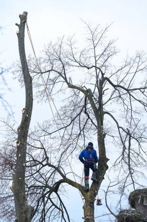 Téléchargez les photos : An arborist or lumberjack stands on a big tree to cut it down, a dangerous dry and big tree, a job for an arborist. - en image libre de droit
