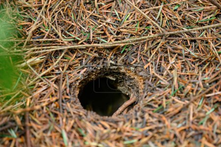 Foto de A wasp hole in the forest in the ground, around the fallen needles of conifers, a perfect circle of the hole in the ground. - Imagen libre de derechos