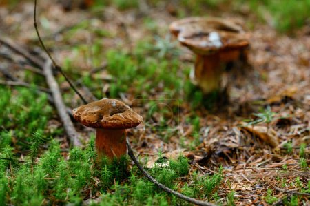 Foto de Two poisonous mushrooms grow in the forest next to each other near the moss. - Imagen libre de derechos