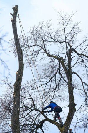 Téléchargez les photos : A man cuts high tree branches, a forester with a chainsaw clears a tree of high dangerous rough branches, work at height, danger to life and a man climber. - en image libre de droit