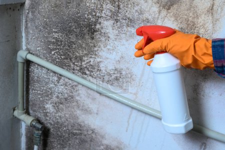 Photo for Mold on the wall, a man's hand in a rubber glove sprays a mold remedy on the wall, mold on the wall in the house. - Royalty Free Image