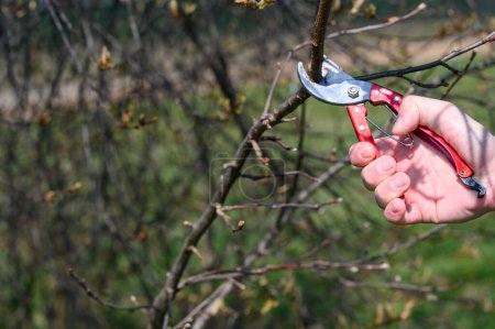 Foto de En la primavera, un hombre poda y recorta las ramas de un árbol fructífero, trabajos de primavera en el jardín. - Imagen libre de derechos