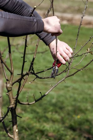 Téléchargez les photos : Former la couronne d'un arbre à l'aide d'élagage printanier et enlever les branches inutiles, un jardinier avec des ciseaux dans le jardin. - en image libre de droit