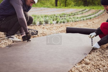 Photo for A person drives a plastic stake into the ground to hold the agro fiber on the ground, gardening and field work. - Royalty Free Image