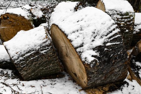 Téléchargez les photos : Grandes souches de tilleul recouvertes de neige dans le jardin - en image libre de droit