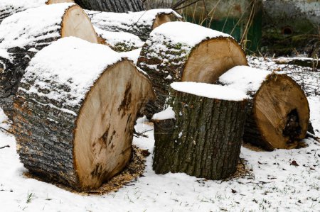 Téléchargez les photos : Grandes souches de tilleul recouvertes de neige dans le jardin - en image libre de droit