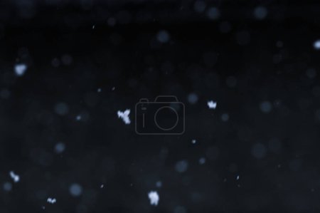 Téléchargez les photos : Bokeh de neige blanche sur fond noir. Chute de neige - nouvel élément de design. - en image libre de droit