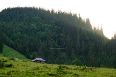 One holiday house in the Carpathian mountains, sheep farm in the highlands. The tops of pine and spruce in the highlands on the background of the sky.