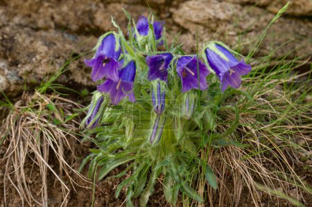 Campanula bell-shaped summer mountain flower, flowers that bloom high in the mountains.