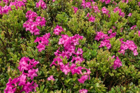 Eine Wiese in den Bergen mit rosa Blüten des Rhododendrons, die Blütezeit der Rhododendrons in den Bergen.