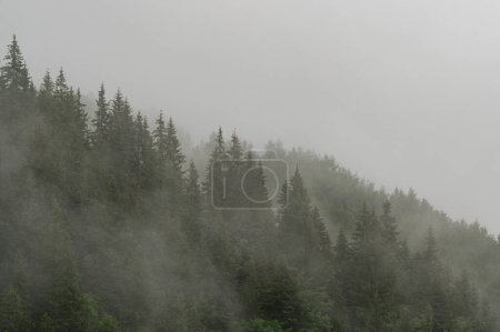 Wald im Nebel, regnerischer und nebliger Morgen in den Bergen, Verdunstung der Feuchtigkeit in den Bergen. Kiefern- und Fichtenspitzen im Hochland nach Regen.