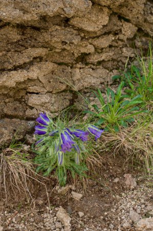 Campanula bell-shaped summer mountain flower, flowers that bloom high in the mountains.