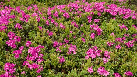 A meadow in the mountains with rhododendron pink flowers, the blooming season of rhododendrons in the mountains.