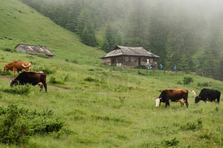 Cows graze in the mountains during rain and fog, farming in the Ukrainian Carpathians.