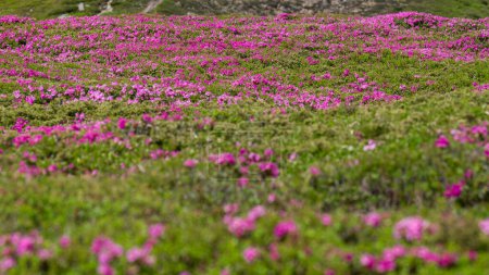 Foto de Un prado en las montañas con flores de rododendro, la estación floreciente de rododendros en las montañas. - Imagen libre de derechos