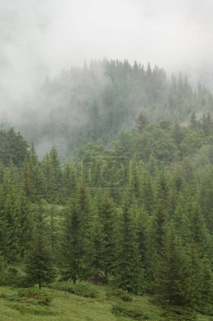 Wald im Nebel, regnerischer und nebliger Morgen in den Bergen, Verdunstung der Feuchtigkeit in den Bergen. Kiefern- und Fichtenspitzen im Hochland nach Regen.