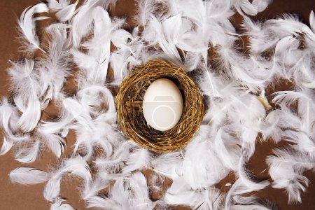 Foto de La mano de una mujer pone un huevo blanco grande en el nido. Productos ecológicos frescos, huevo en nido sobre fondo marrón, plumas de pollo volando. Huevo de pollo, comida, naturaleza. - Imagen libre de derechos