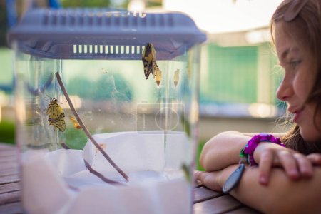 Kaukasisches Mädchen beobachtet neugeborene Schwalbenschwanzschmetterlinge (Papilio machaon) in einem Terrarium, bevor sie befreit werden. Aktivitätsidee Natur und Wissenschaft für Kinder.