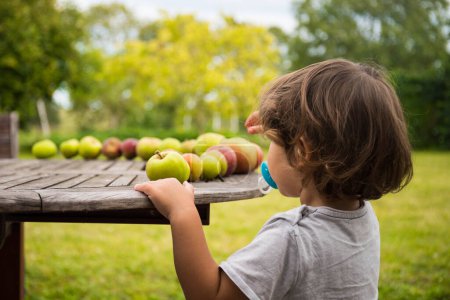 Photo for Caucasian Child boy, looking at apples on wooden table in home garden. Brittany, France. - Royalty Free Image