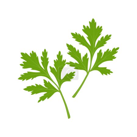Illustration for Cilantro Leaves vector flat graphic illustration, fully adjustable and scalable.  Isolated on a white background. For web, menu, logo, textile, icon. Vector illustration - Royalty Free Image