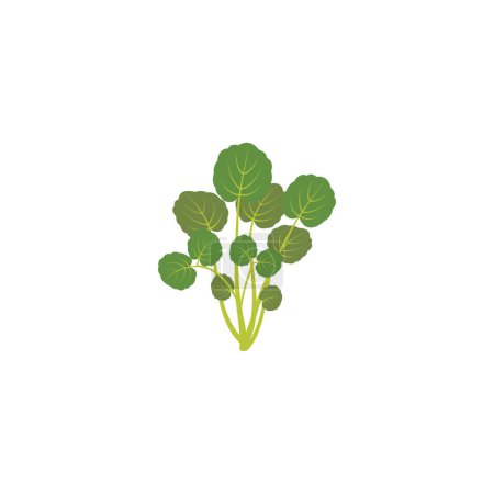 Illustration for Watercrass. Green cress salad leaves.  Vector illustration isolated on white background. For template label, packing, web, menu, logo, textile, icon - Royalty Free Image