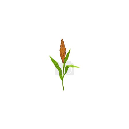 Illustration for Sorghum flowering plants.  Grain sorghum. Sorghum plants with brown. Vector illustration isolated on white background. For template label, packing, web, menu, logo, textile, icon - Royalty Free Image